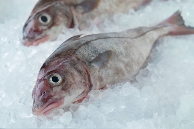 Whole haddock on ice